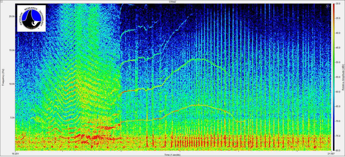 orca calf using spectraplus-dt spectral analysis software. Cetacean Research Technology, in association with Pioneer Hill Software LLC, is pleased to provide spectral analysis software for the Bioacoustics and Underwater Sound Communities worldwide.
SpectraPLUS-DT is specifically designed for the Data Translation line of USB Data Acquisition modules. Up to 16 channels of acquisition and analysis with calibrated input levels, IEPE transducer power, AC or DC coupling and tachometer inputs. Data Translation o