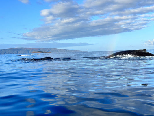 Marine Bioacoustics in Action: Listening to Humpback Whales in Maui