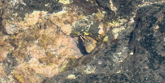 Exploring Tidepools with CRT-70P Hydrophone System: How Hydrophones Reveal Hidden Underwater Worlds