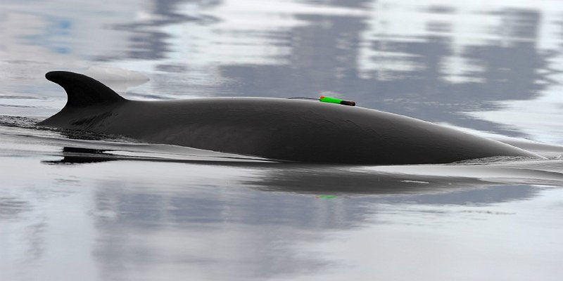 Acousonde™ 3B self-contained underwater acoustic recorder comprising one or two hydrophones, sensors (for attitude, orientation, depth and temperature), a digital recorder, and a field-replaceable battery. Attached to an animal subject with the included suction cups, the Acousonde measures the subject’s sound environment and vocalization activity as well as potentially associated behavior.