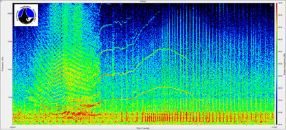 orca calf using spectraplus-dt spectral analysis software. Cetacean Research Technology, in association with Pioneer Hill Software LLC, is pleased to provide spectral analysis software for the Bioacoustics and Underwater Sound Communities worldwide.

SpectraPLUS-DT is specifically designed for the Data Translation line of USB Data Acquisition modules. Up to 16 channels of acquisition and analysis with calibrated input levels, IEPE transducer power, AC or DC coupling and tachometer inputs. Data Translation o