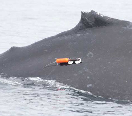 Whale with a tagging device attached to its back in the water