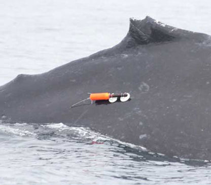 Whale with a tagging device attached to its back in the water