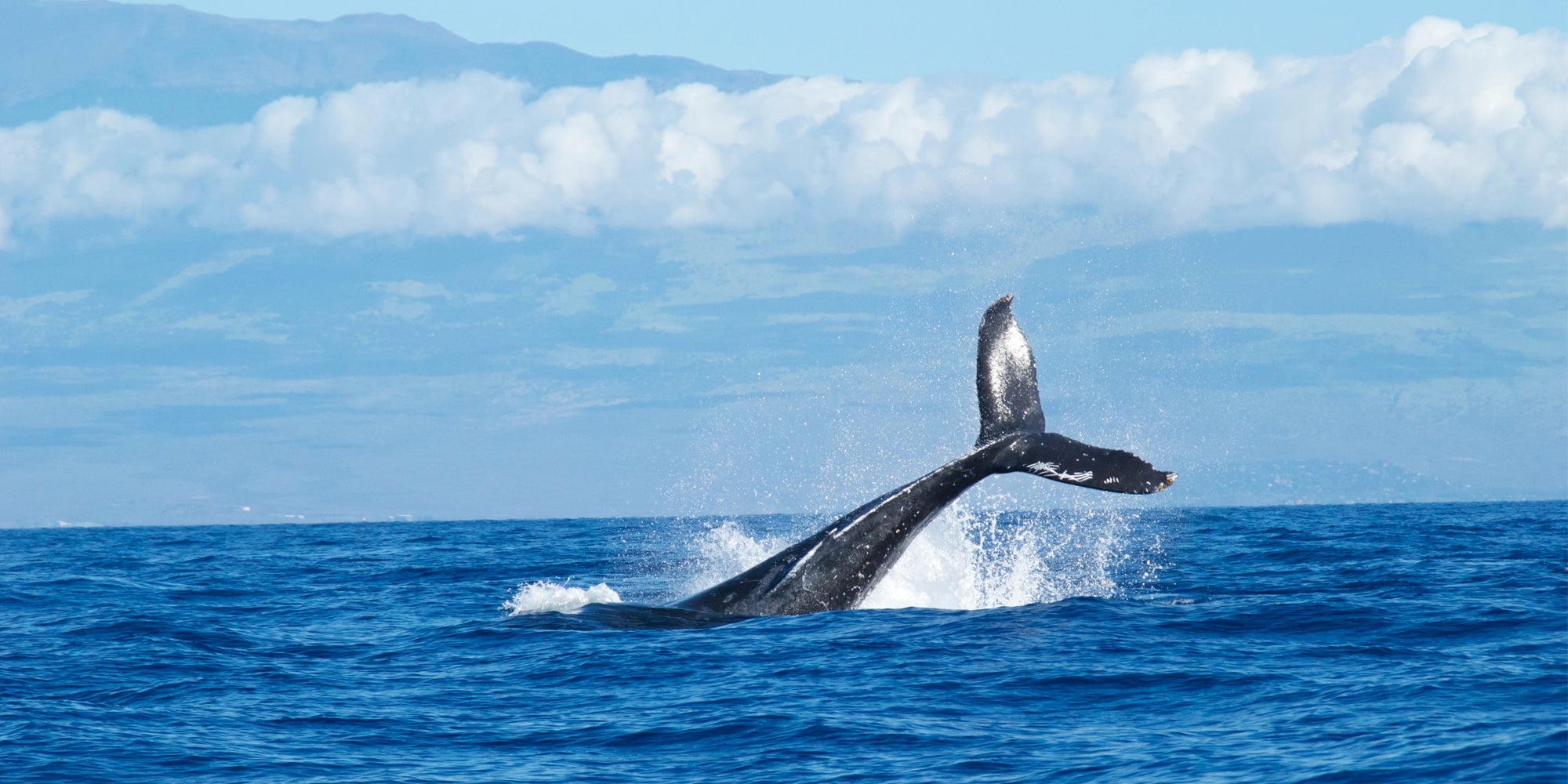 whale tail ocean cetacean research technology hydrophone home page